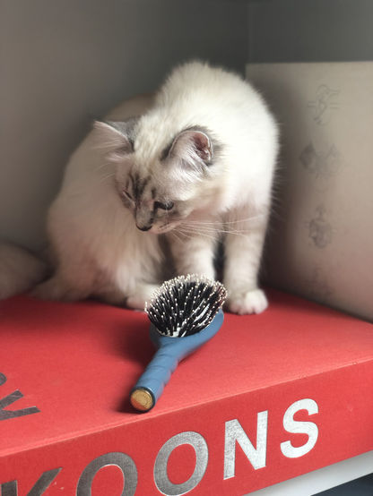 La Bonne Brosse
