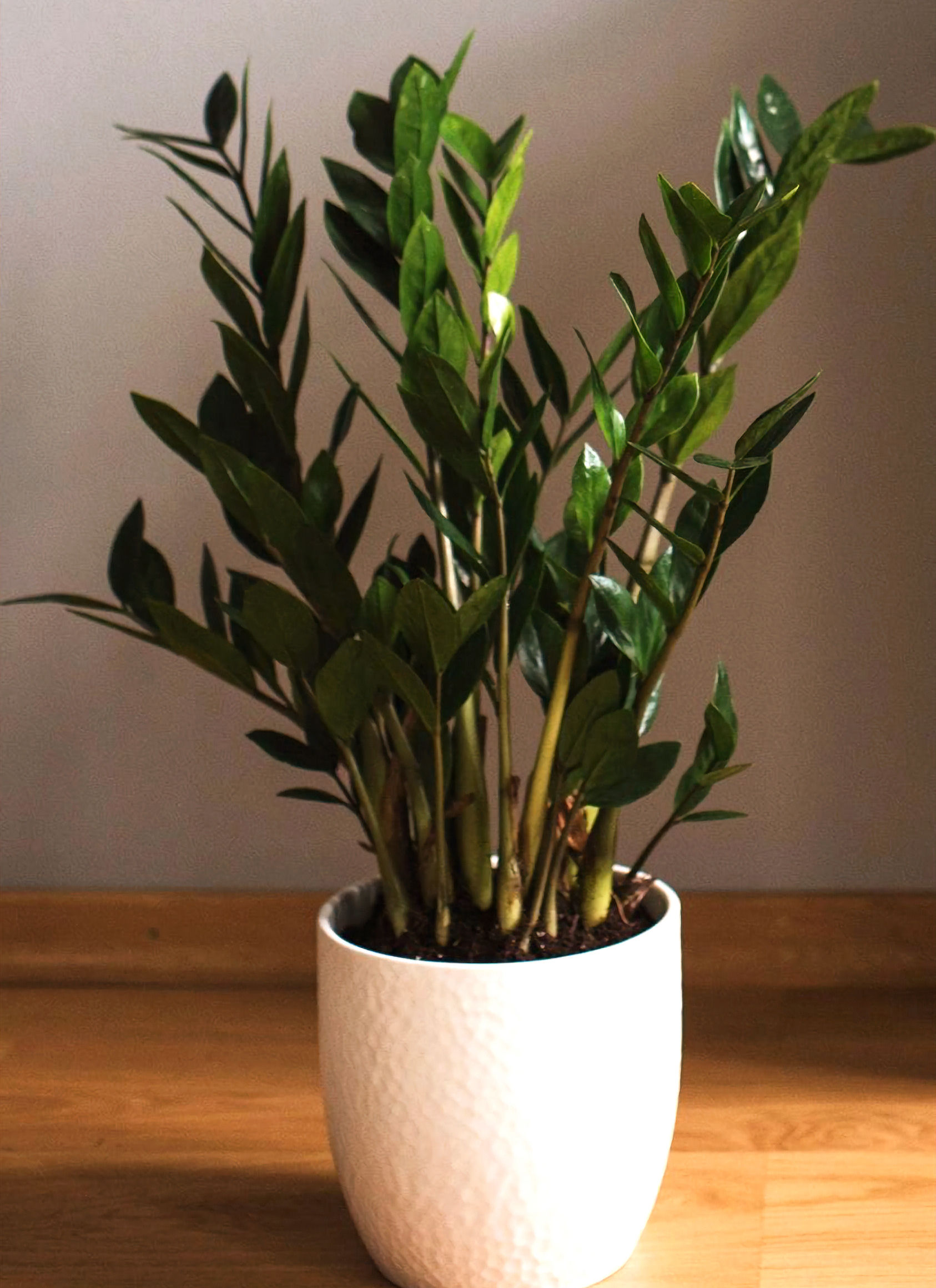 Zamia zamiifolia plant in ceramic pot, glossy green indoor houseplant for home and office decor