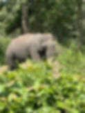 IMG_3758.jpeg