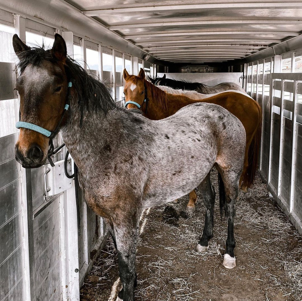 Thumbnail: The Horsemanship Halter Custom Order