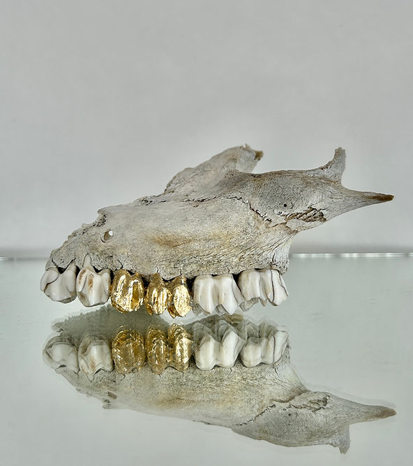Teeth org.JPG