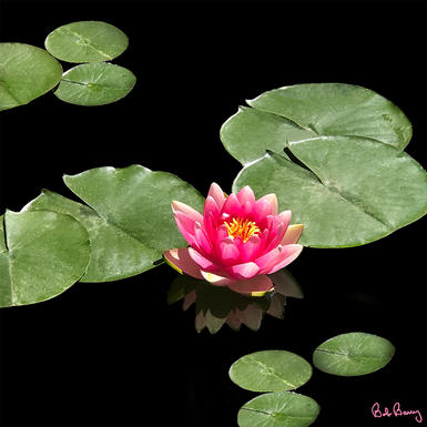 Aix Water lily