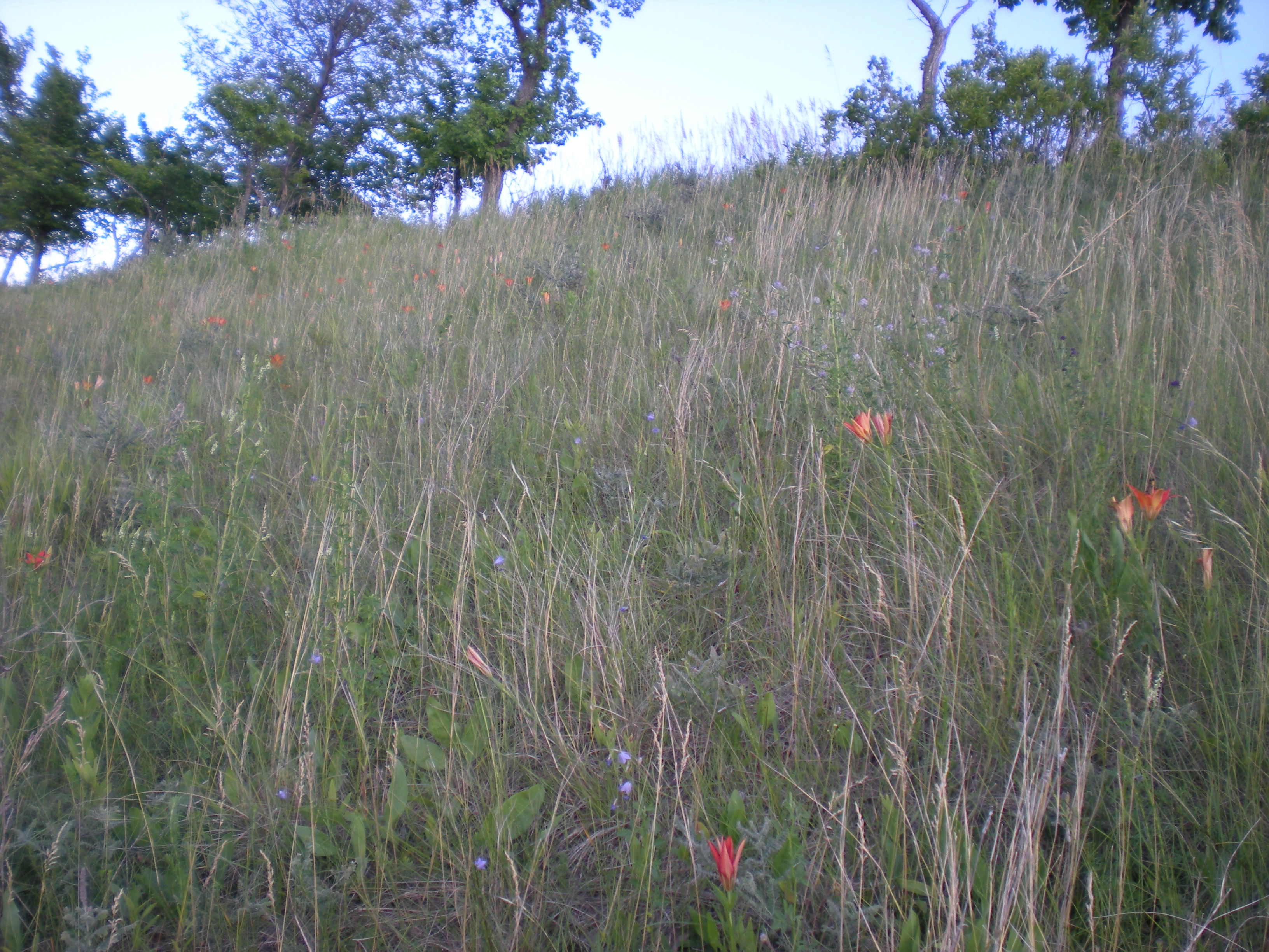 tree planting, Soil conservation, natural resources
