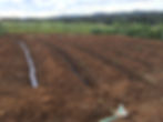 Serial Gravity Standard Drainfield