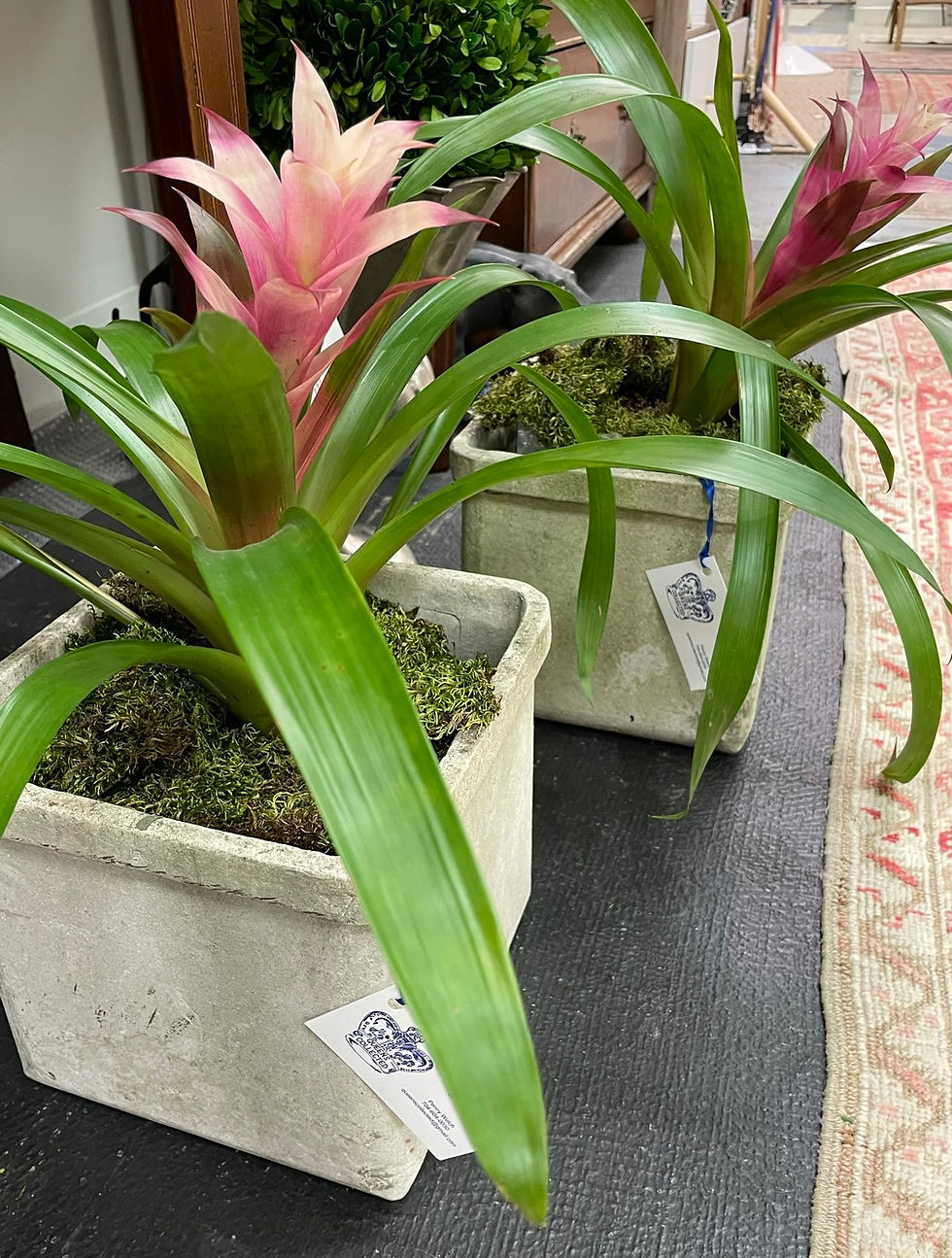 Pair of Willy Guhl Planters