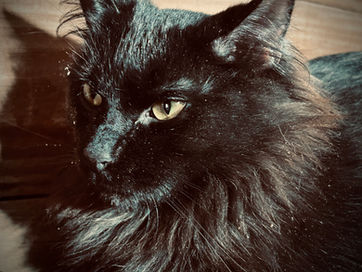 Barn Cat Day – Honoring the Kings and Queens of the Barn