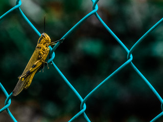 Patience Grasshopper