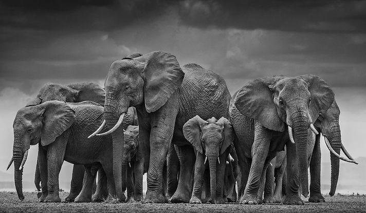 nobal elephant.jpeg