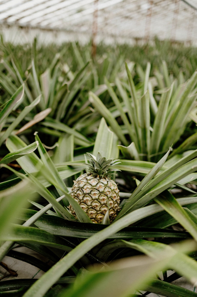 David Latour_photographe_açores_azores (13).JPG