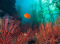 March 2016 Brent Durand Bluewater Photo and Bluewater Trave.png