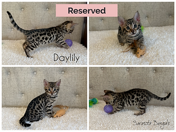 female brown Bengal kitten_edited.png