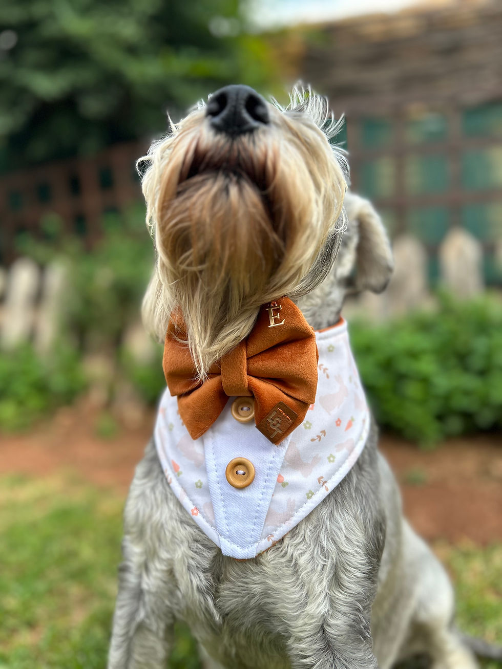 Thumbnail: MR MEADOW BUNNY |  DOUBLE BOW TUXEDO BANDANA