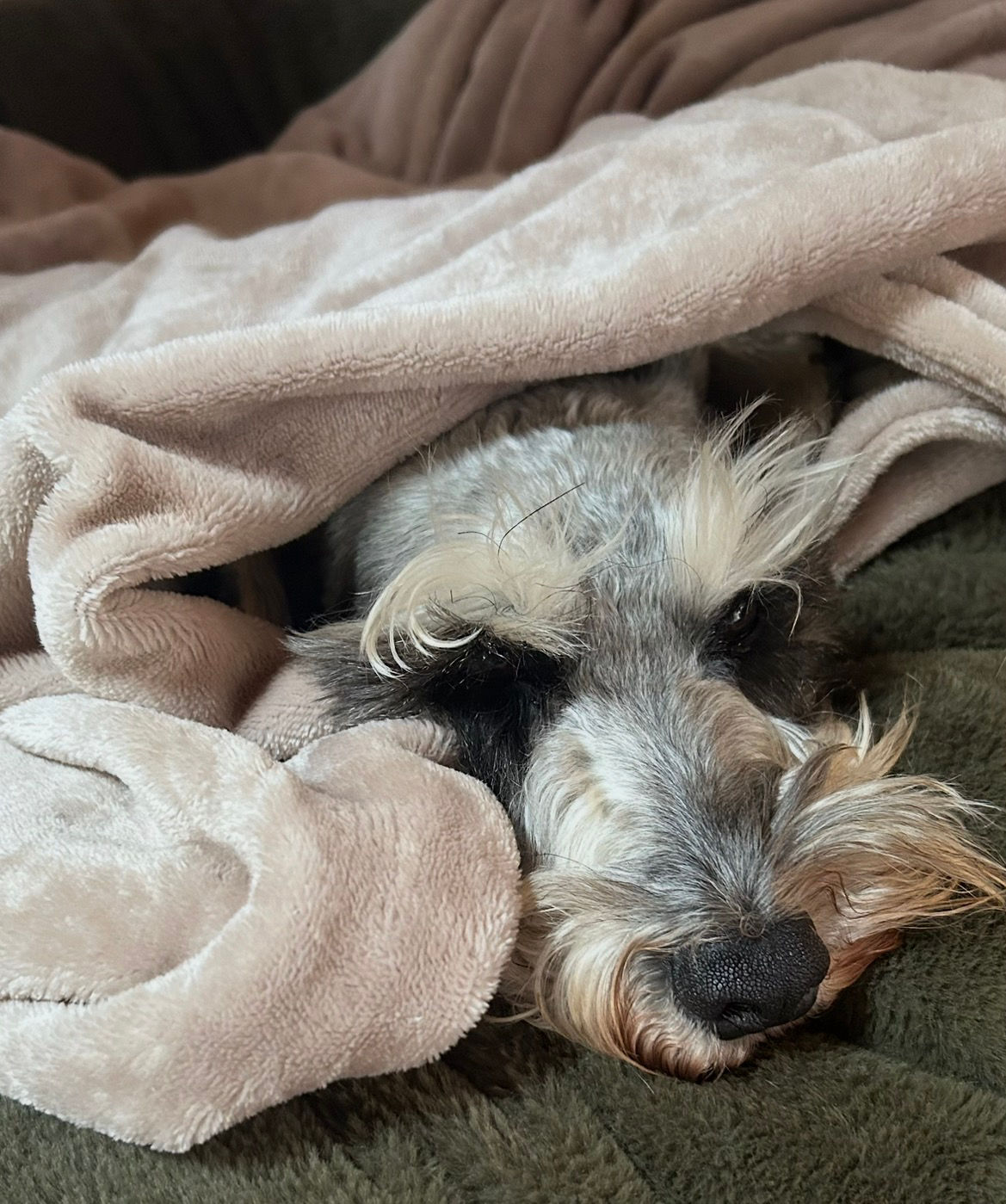 SNUGGLE BLANKIE | 2 LAYERS | DOUBLE MONGOLIAN