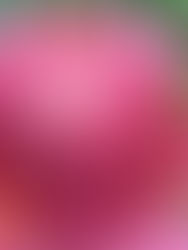 Newsletter Dezember 2025