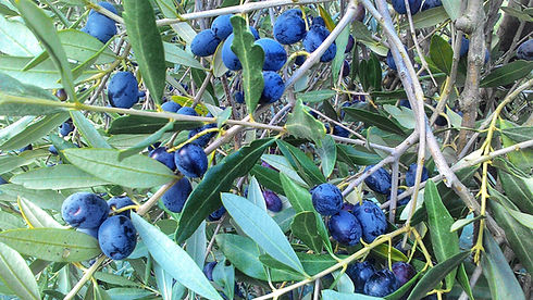 olive.jpeg