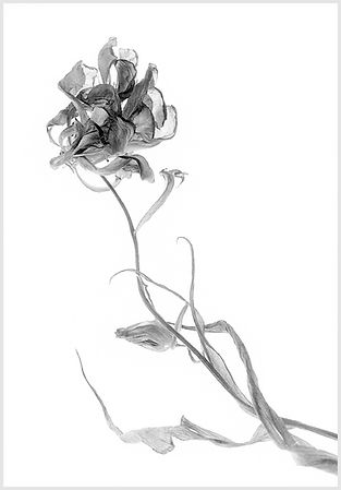 Verwelkte Blume in schwarzweiß