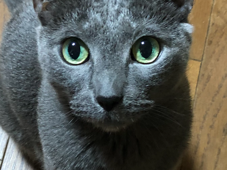 続、我が家の…