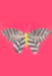 Pink Butterfly