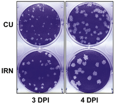 2019 Mettelman et al Generating and evaluating type I IFNR-deficient and feline TMPRSS2-ex