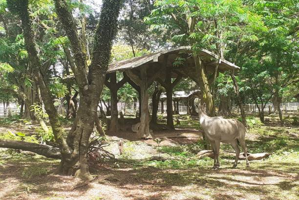 Top 5 Zoos in Venezuela Every Animal Lover Should Visit in 2025
