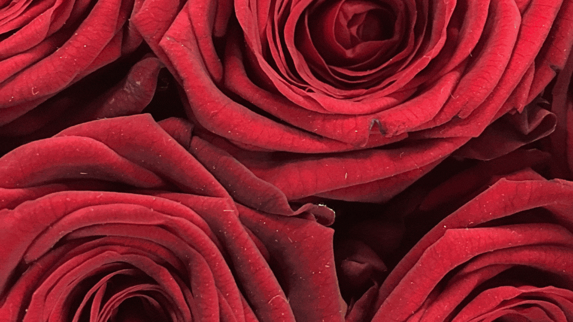 promo saint valentin, idées cadeaux saint valentin, cartes oracle des présages.gif