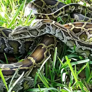 When Wildlife Isn’t From Here: Understanding Florida’s Non-Native, Invasive and Feral Species