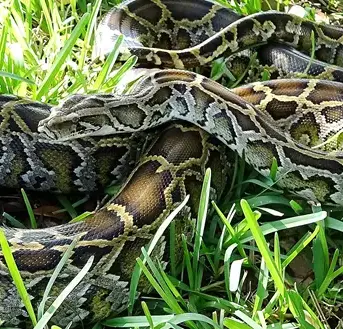 The Ecological Menace of Invasive Reptiles