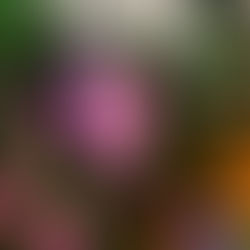 Annual Orchid Show in Vero Beach April 25th, 26th