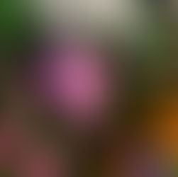 Annual Orchid Show in Vero Beach April 25th, 26th