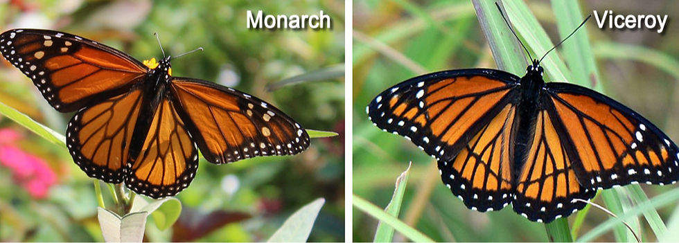 Viceroy vs. Monarch