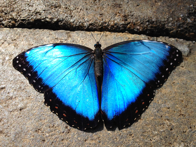Butterfly warming up on rock