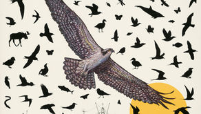 Vero Beach Museum of Art Explores Nature Through the Exhibition James Prosek: At Work