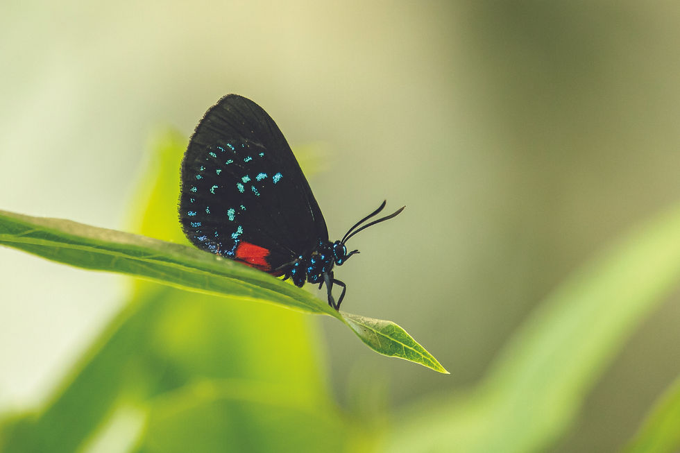 Atala