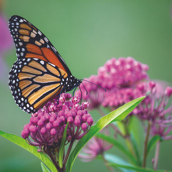 Treasure Coast Trivia: Butterfly Life