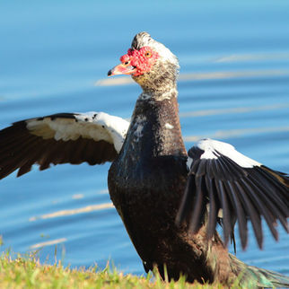 Feeding the Problem: Why Florida Condos Are Struggling with Muscovy Ducks