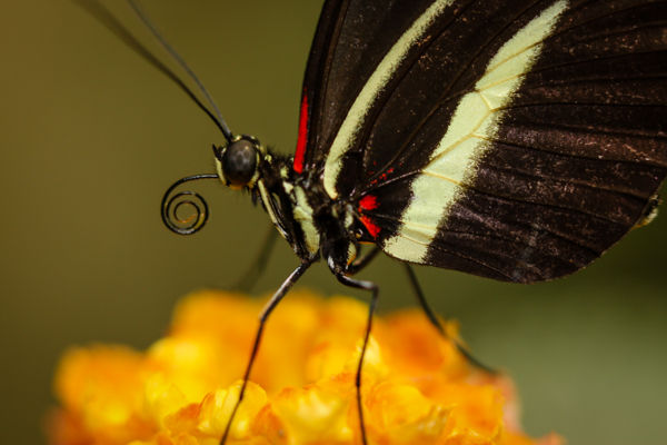 Butterfly Proboscis
