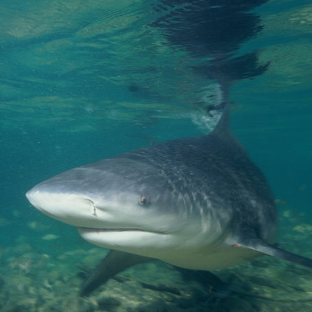 Florida Still Reigns as the Shark Bite Capital 