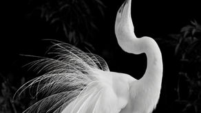 See 'Through the Eye of the Camera' Exhibit Before it's Gone!