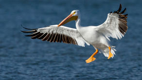Original Snowbirds