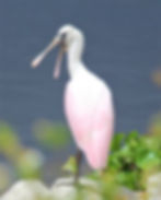 Roseate Spoonbill Photo by Inside Track Almanac
