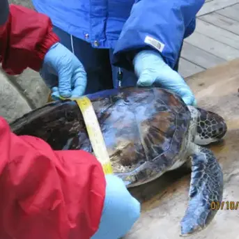 FWC shares wildlife safety reminders as winter storm Fern brings colder temperatures to Florida