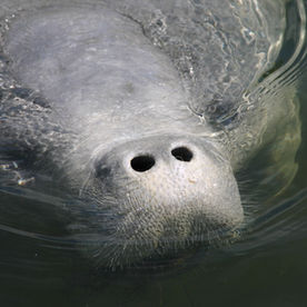 Manatees on the Move- Go Slow & Look Out Below