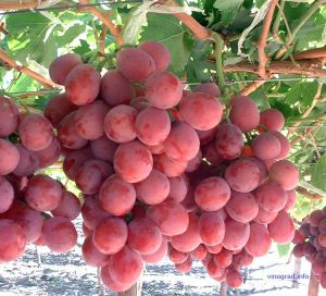 uva rosada