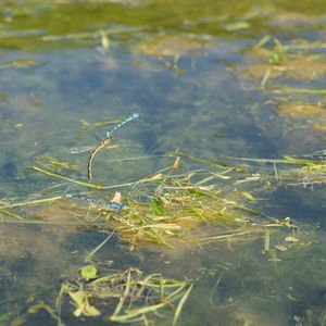 THE DAMSELFLY