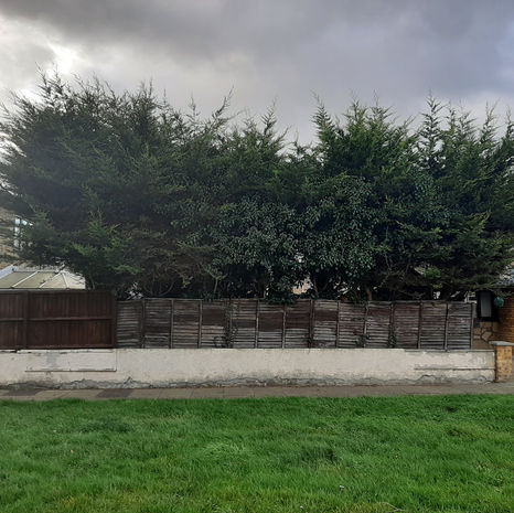 Tree Removal - Conifer Hedges_6.jpg