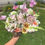 Thumbnail: Senior Picture Bouquet
