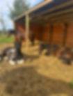 IMG_5020.jpeg