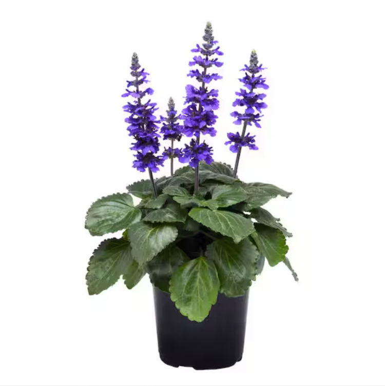 Salvia.jpg