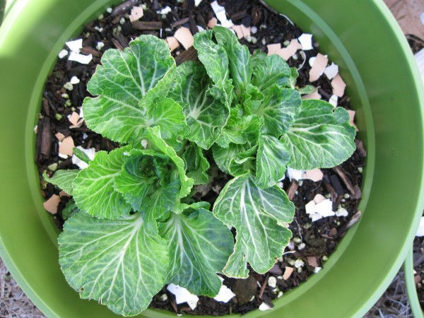 Casca-de-ovo-nas-plantas-e1372890996167.jpg