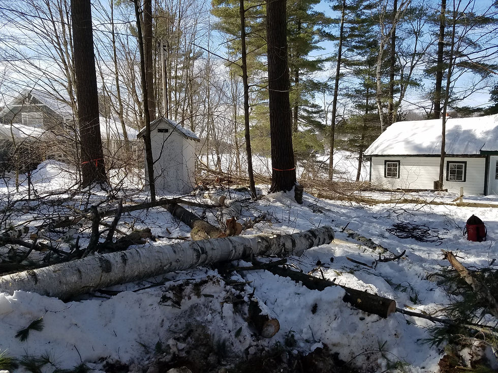 Progress #1 | Tree Removals